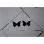 Noir 100 Pièces 3x2 cm 3D Stickers Papillon Acrylique Décoration Maison 3d